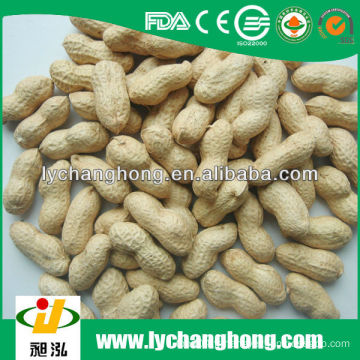 Cacahuète de qualité supérieure en coquille 30kg / sac à vendre au plus bas prix